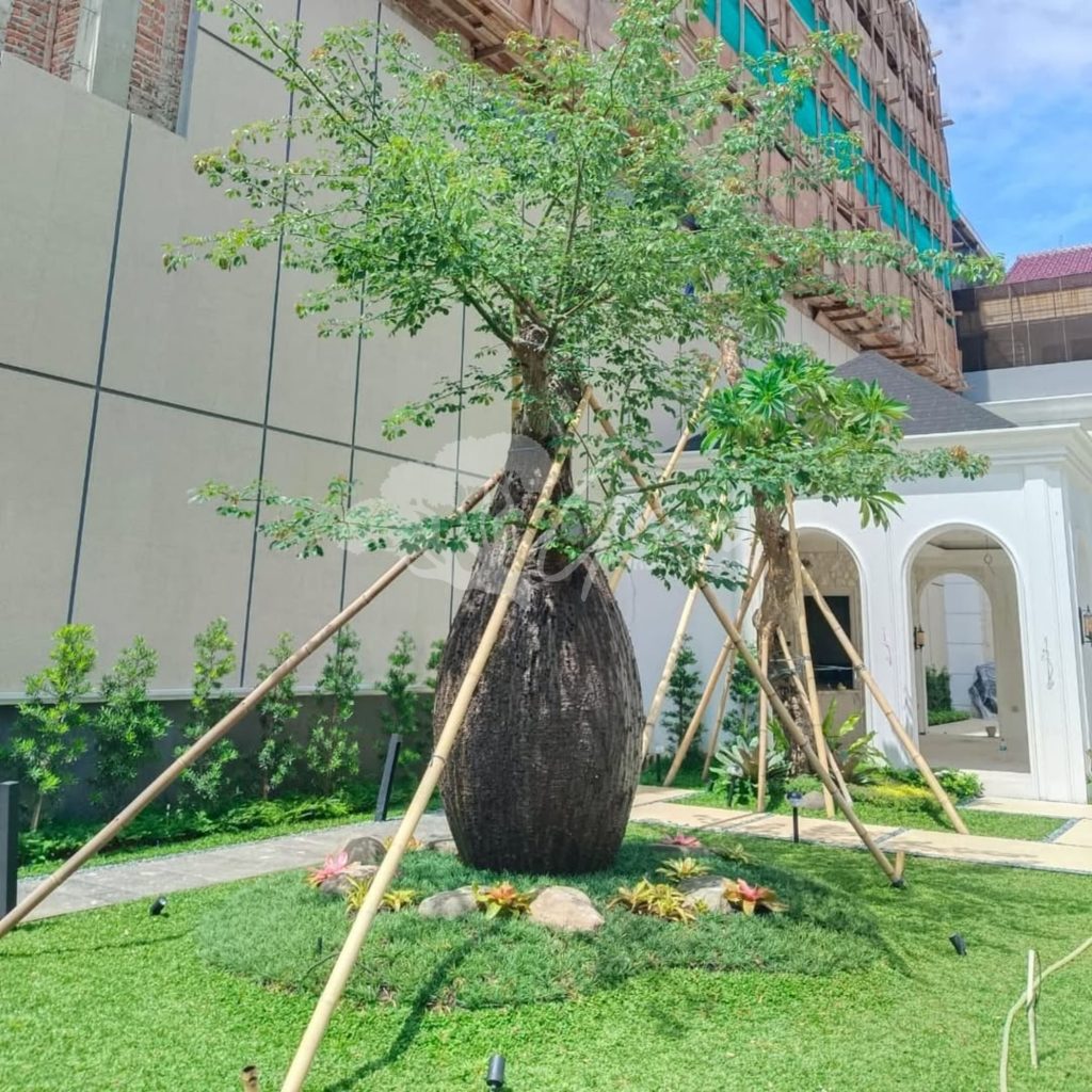 Jual Bottle Tree Chorisia