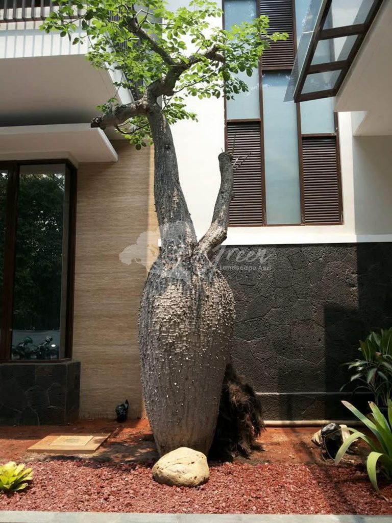 Jual Bottle Tree Chorisia