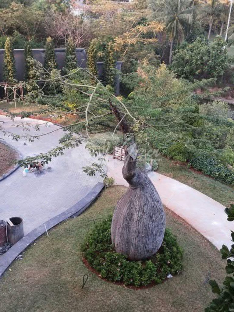 Jual Bottle Tree Chorisia