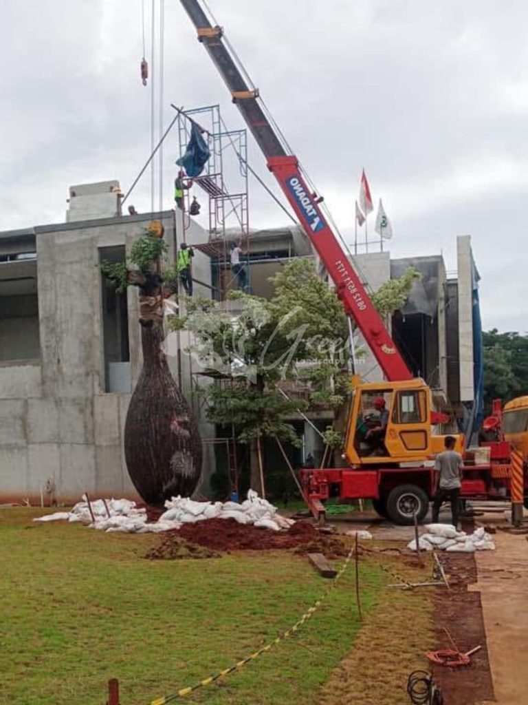 Jual Bottle Tree Chorisia