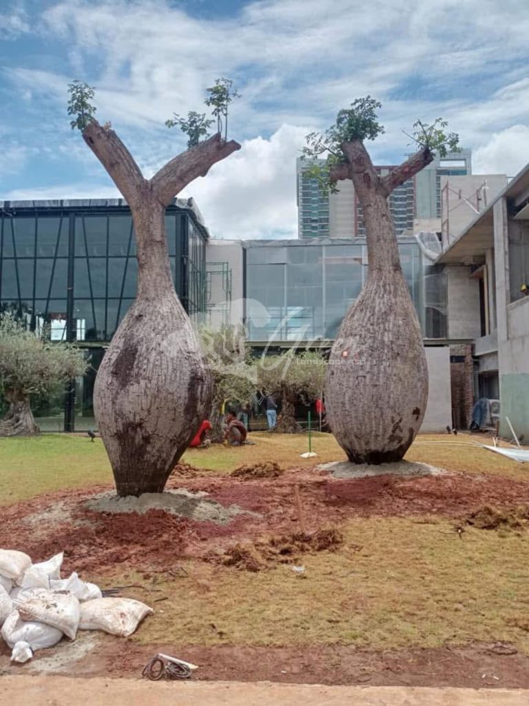 Jual Bottle Tree Chorisia