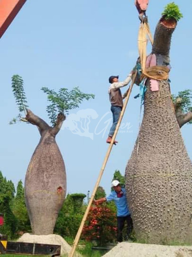Jual Bottle Tree Chorisia