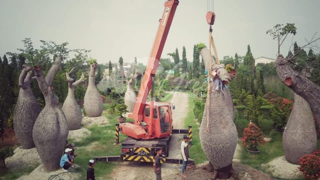 Jual Bottle Tree Chorisia