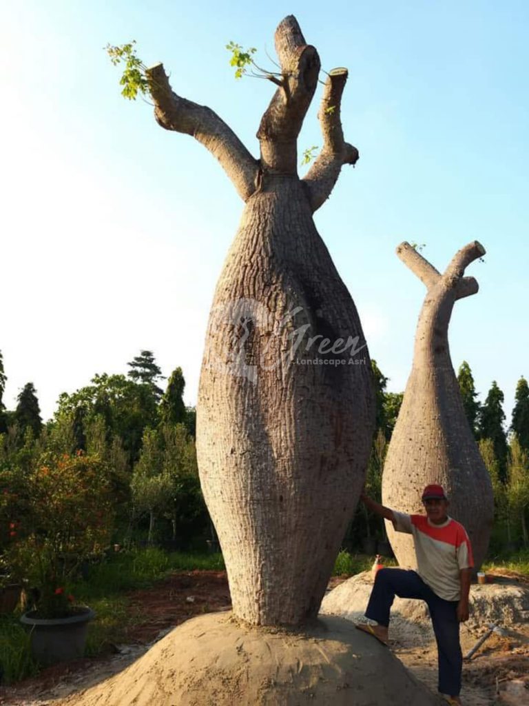 Jual Bottle Tree Chorisia