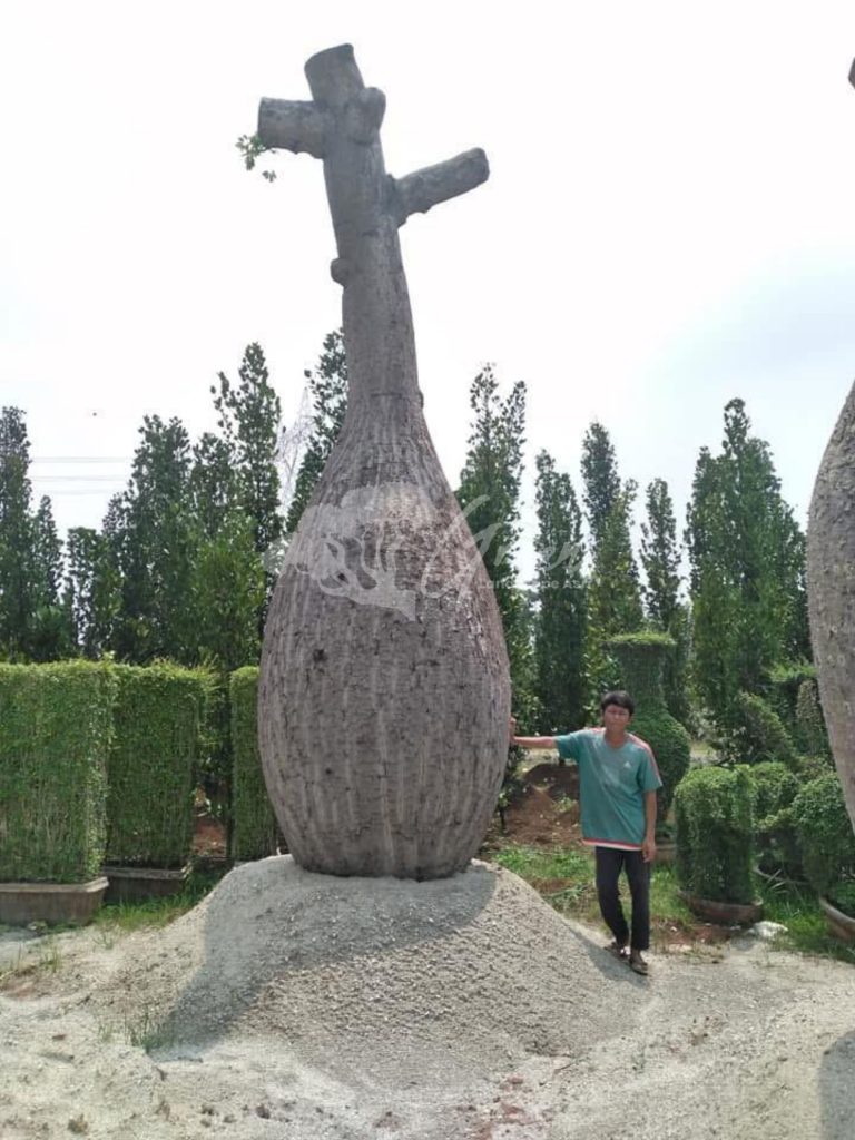Jual Bottle Tree Chorisia