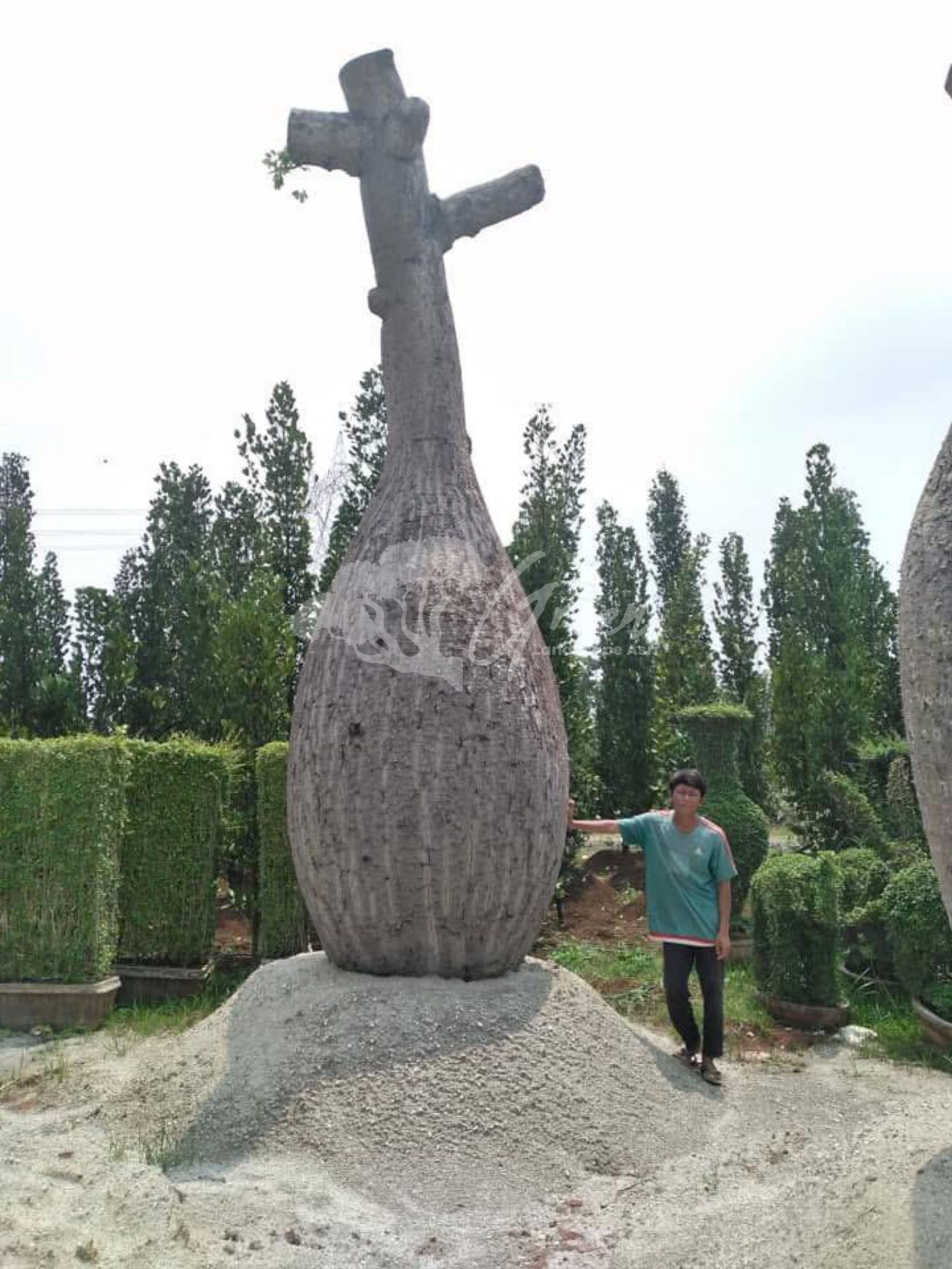Jual Bottle Tree Chorisia