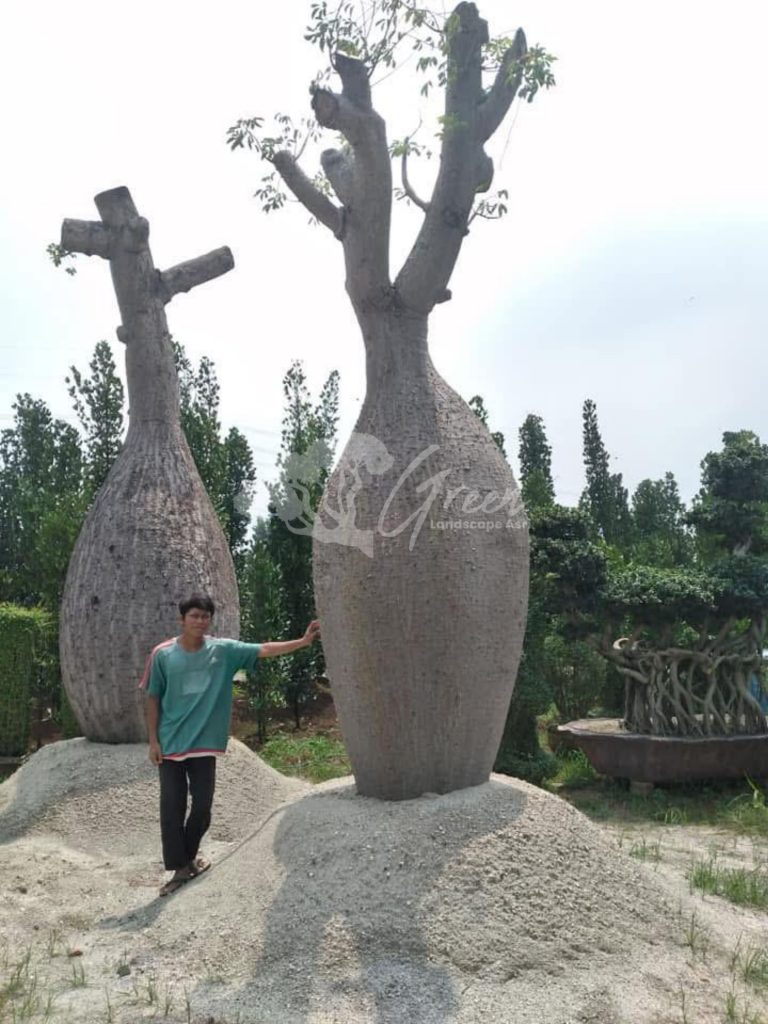 Jual Bottle Tree Chorisia