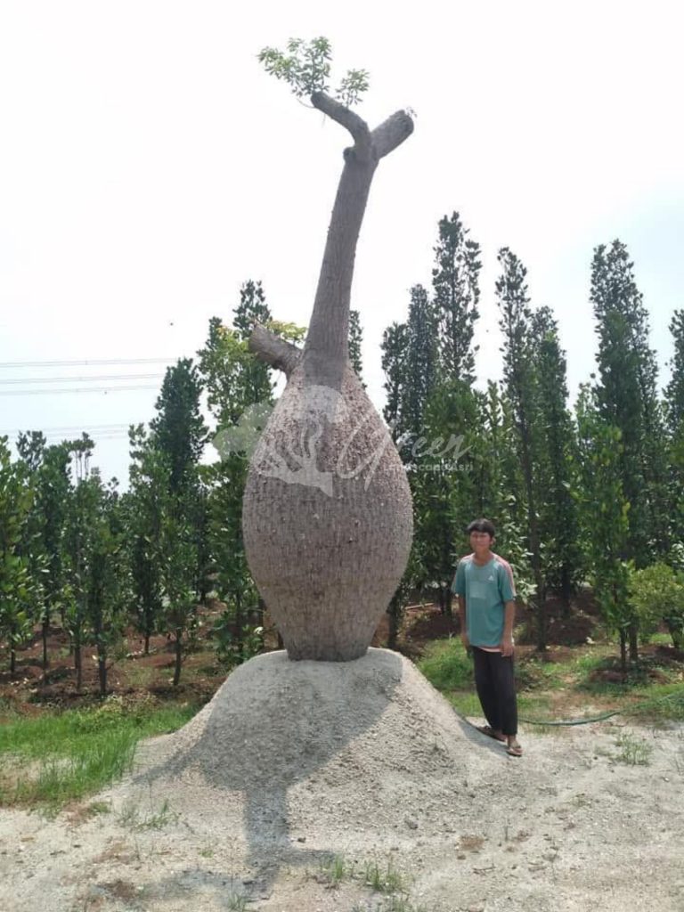 Jual Bottle Tree Chorisia
