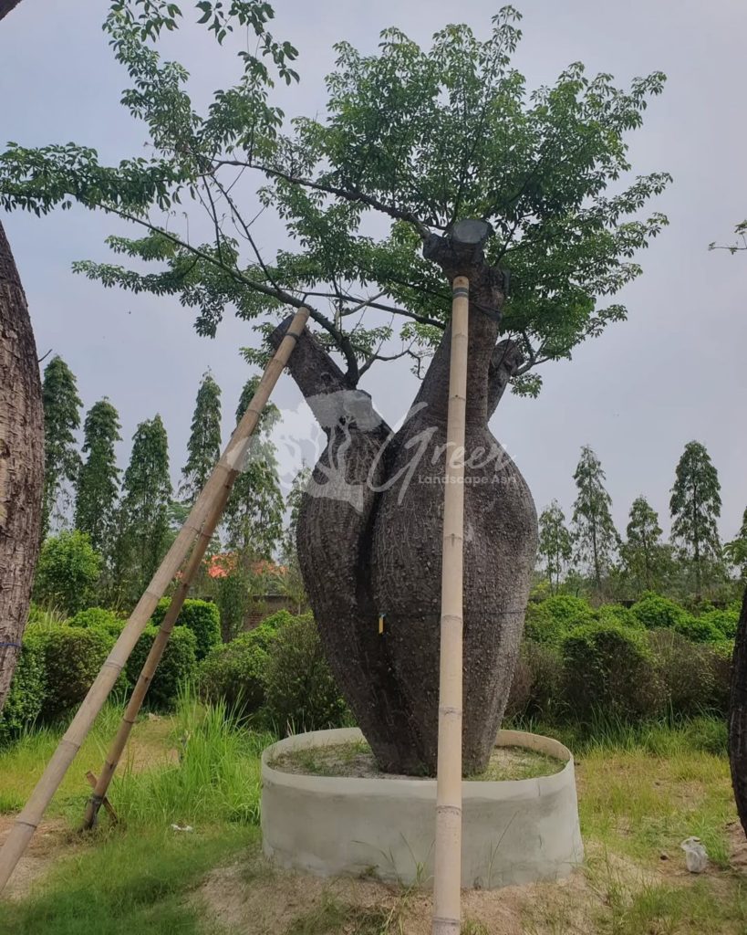Jual Bottle Tree Chorisia