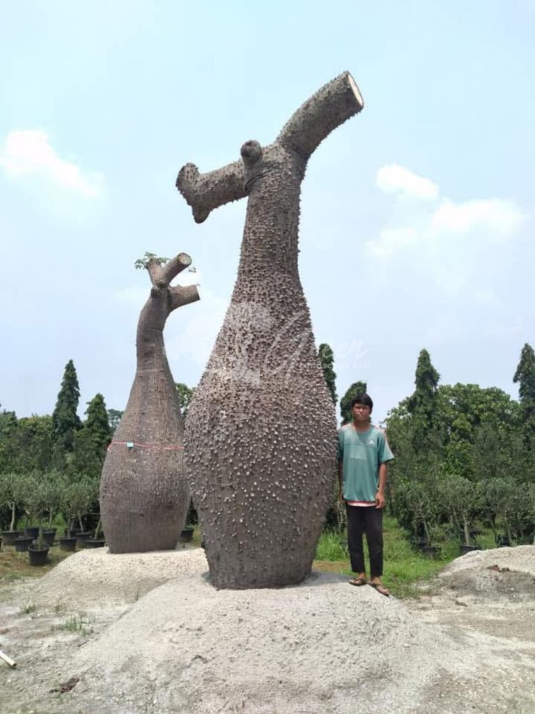 Jual Bottle Tree Chorisia