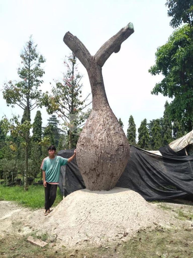 Jual Bottle Tree Chorisia