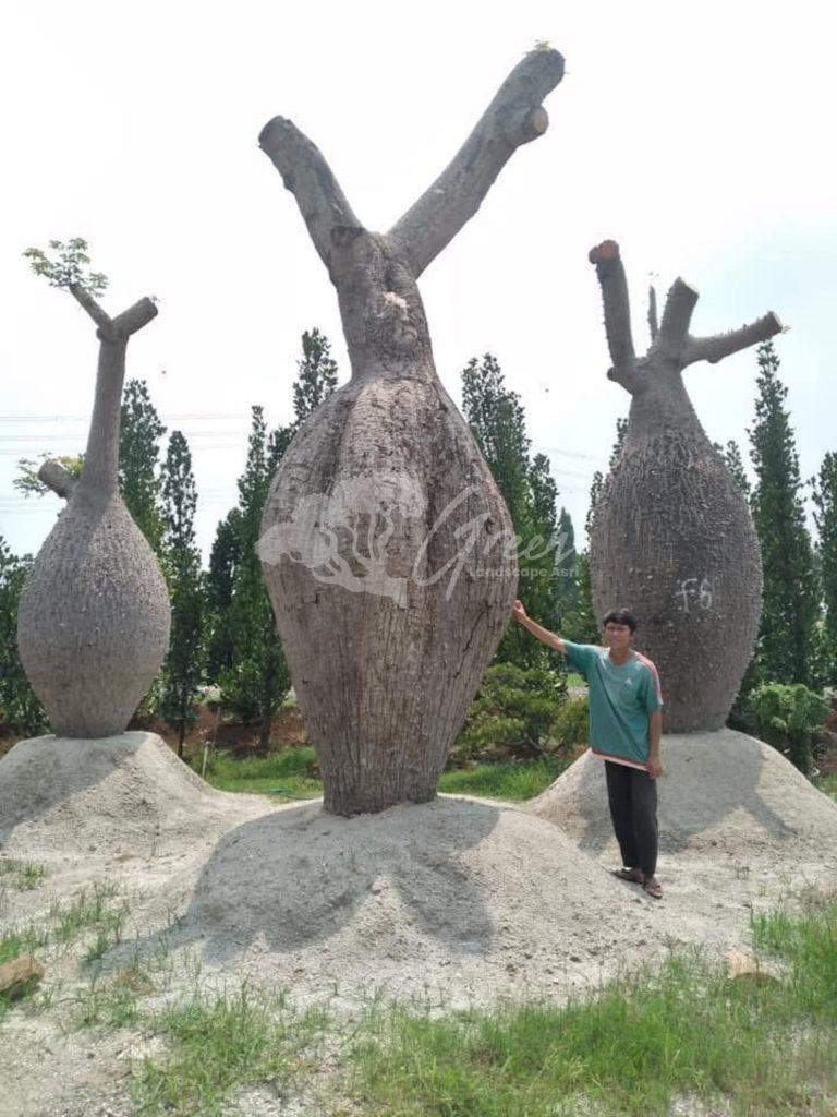 Jual Bottle Tree Chorisia