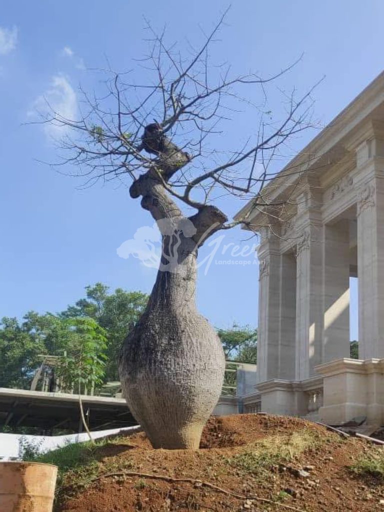 Jual Bottle Tree Chorisia