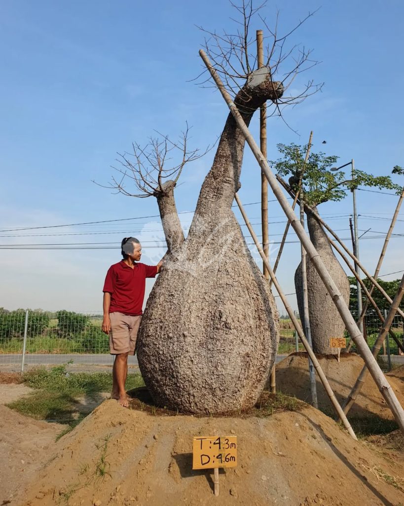 Jual Bottle Tree Chorisia