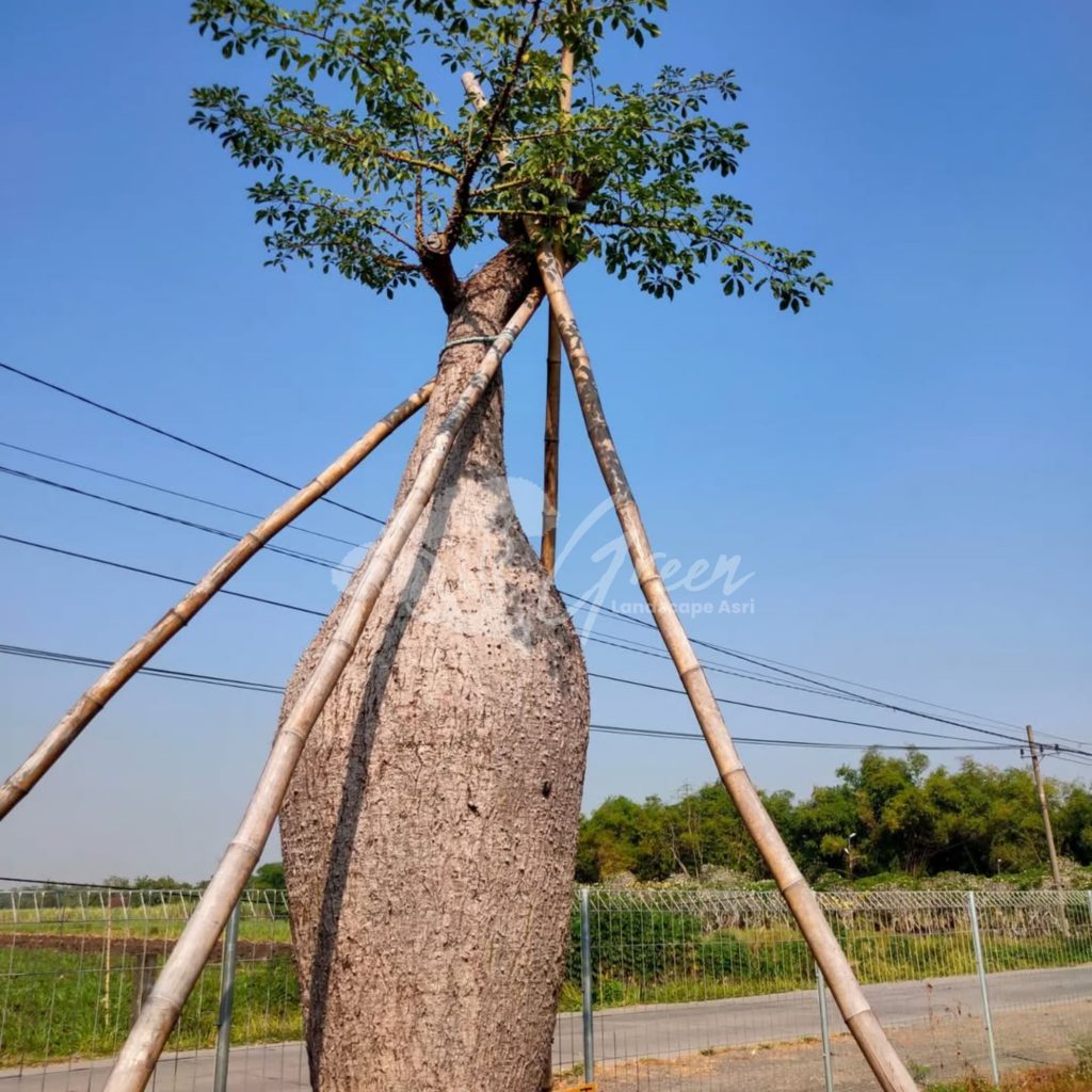 Jual Bottle Tree Chorisia