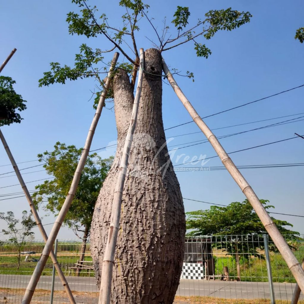 Jual Bottle Tree Chorisia