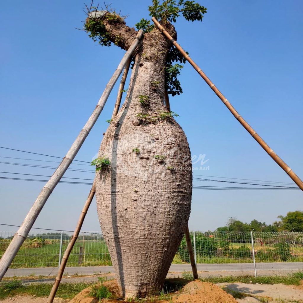 Jual Bottle Tree Chorisia