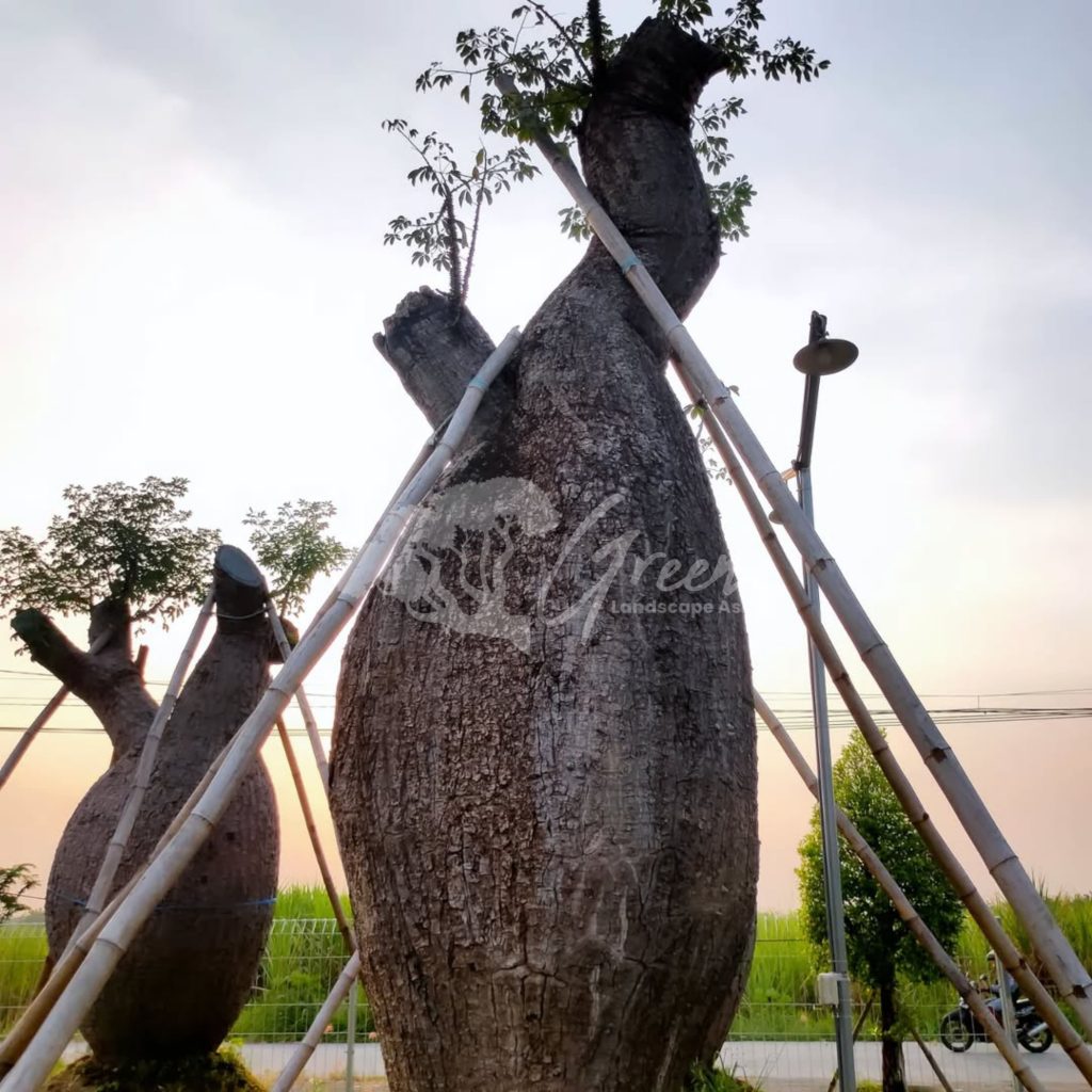 Jual Bottle Tree Chorisia