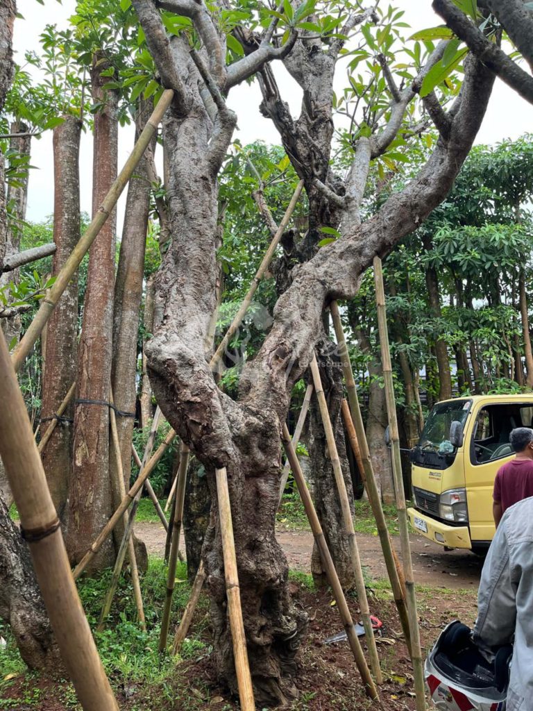 Jual Kamboja Fosil