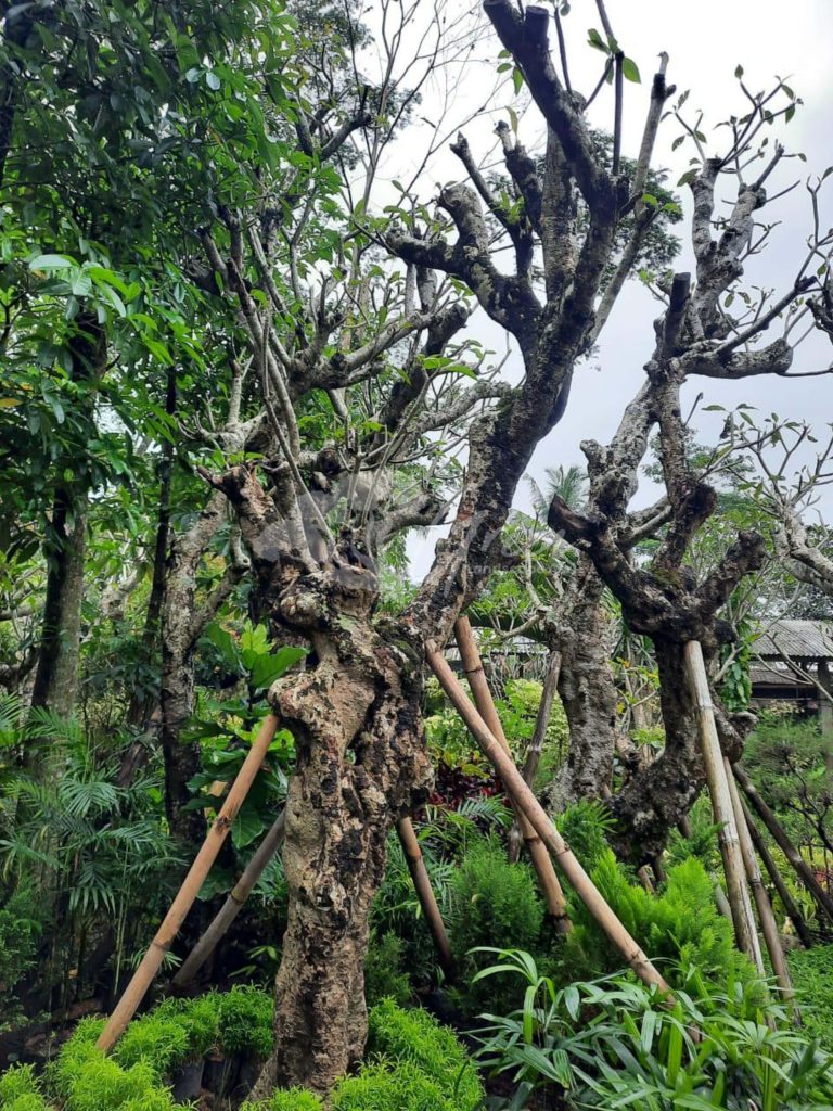 Jual Kamboja Fosil