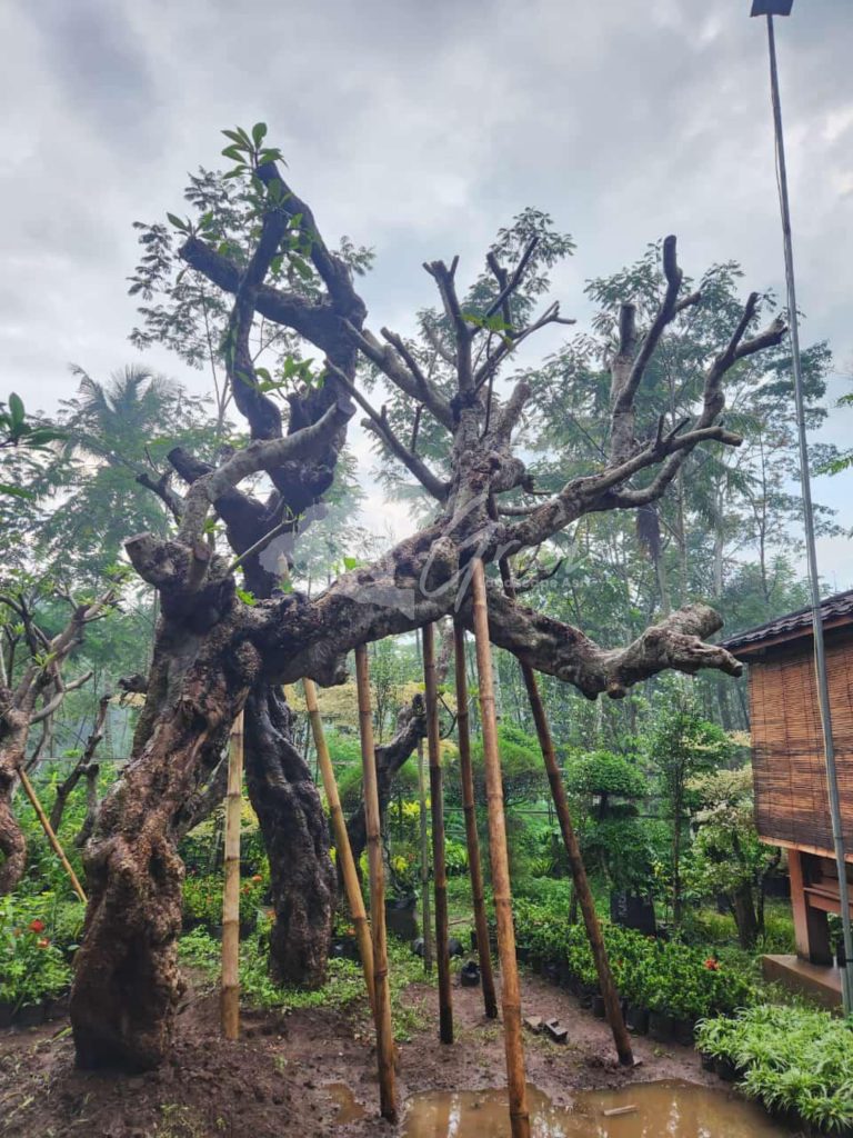 Jual Kamboja Fosil