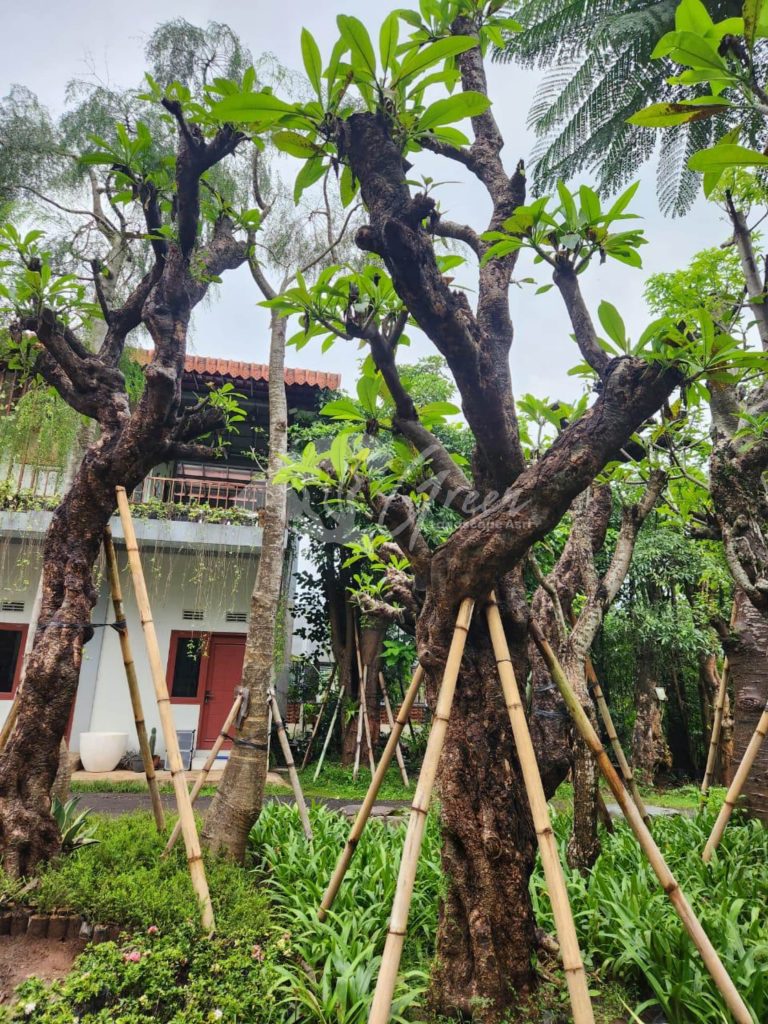 Jual Kamboja Fosil
