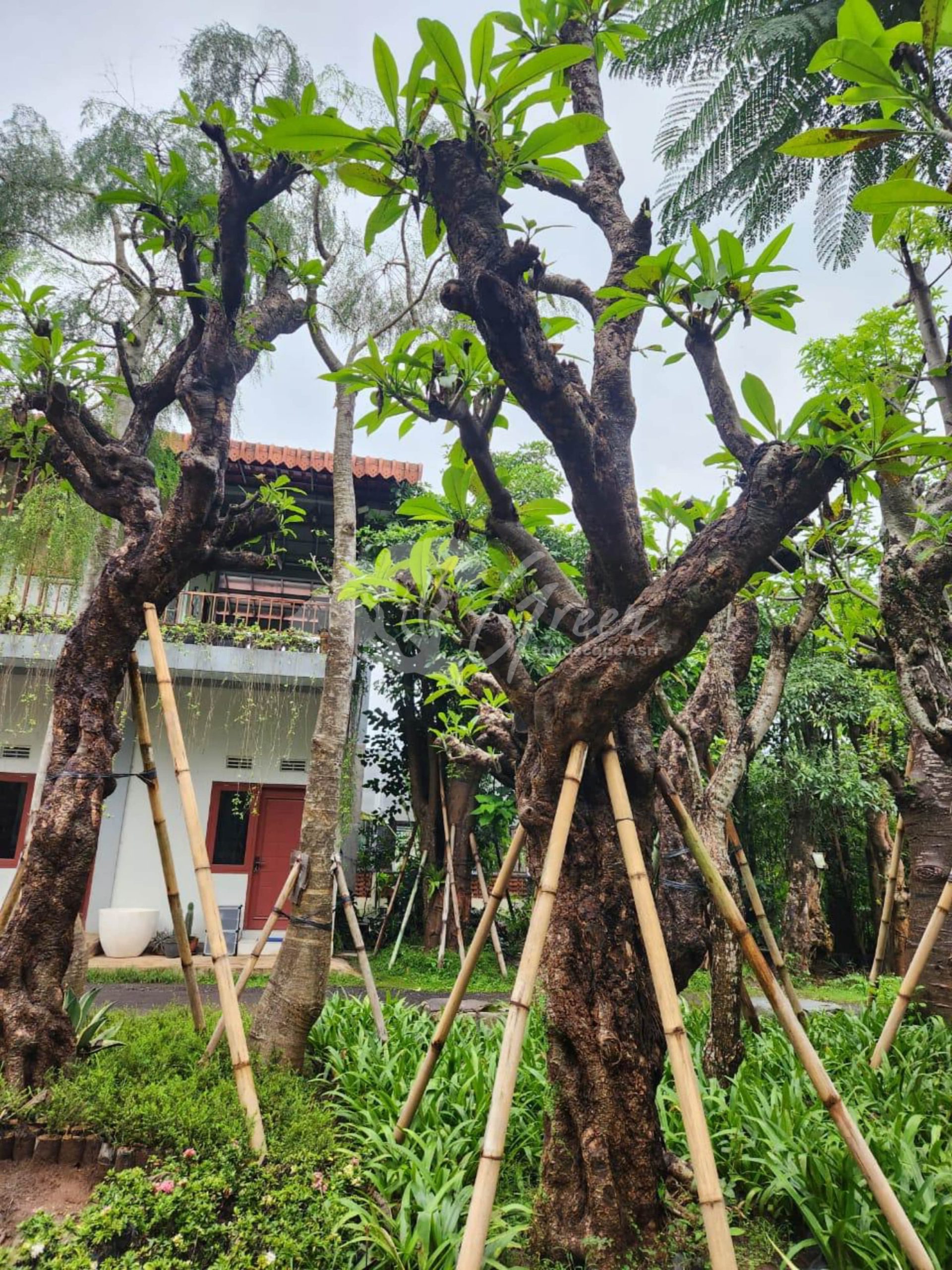 Jual Kamboja Fosil