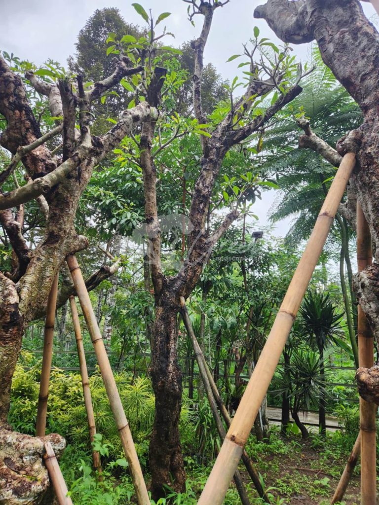 Jual Kamboja Fosil