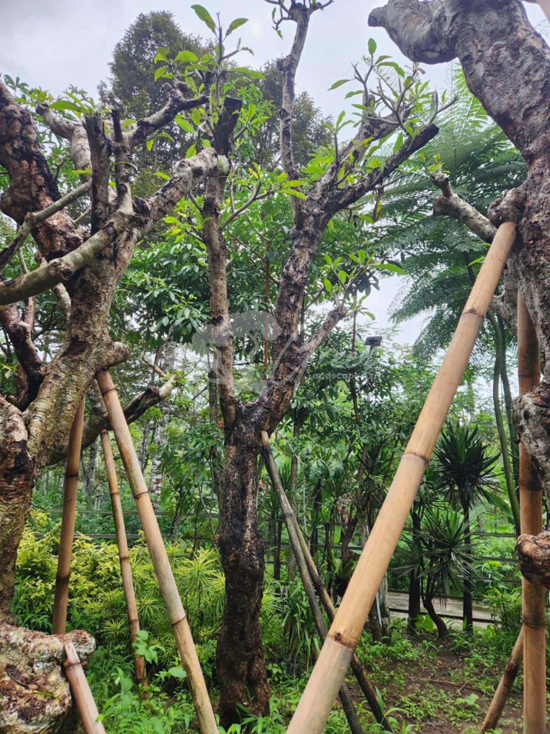 Jual Kamboja Fosil