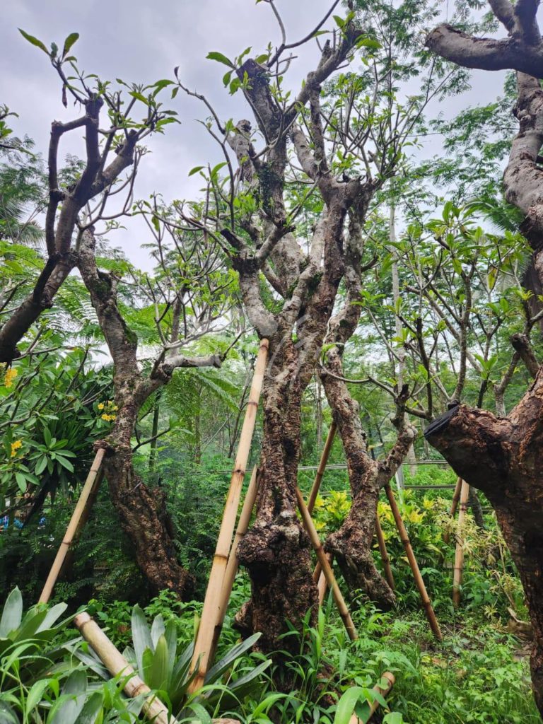 Jual Kamboja Fosil