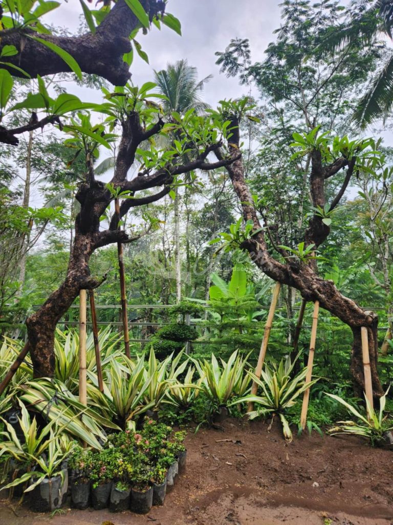 Jual Kamboja Fosil