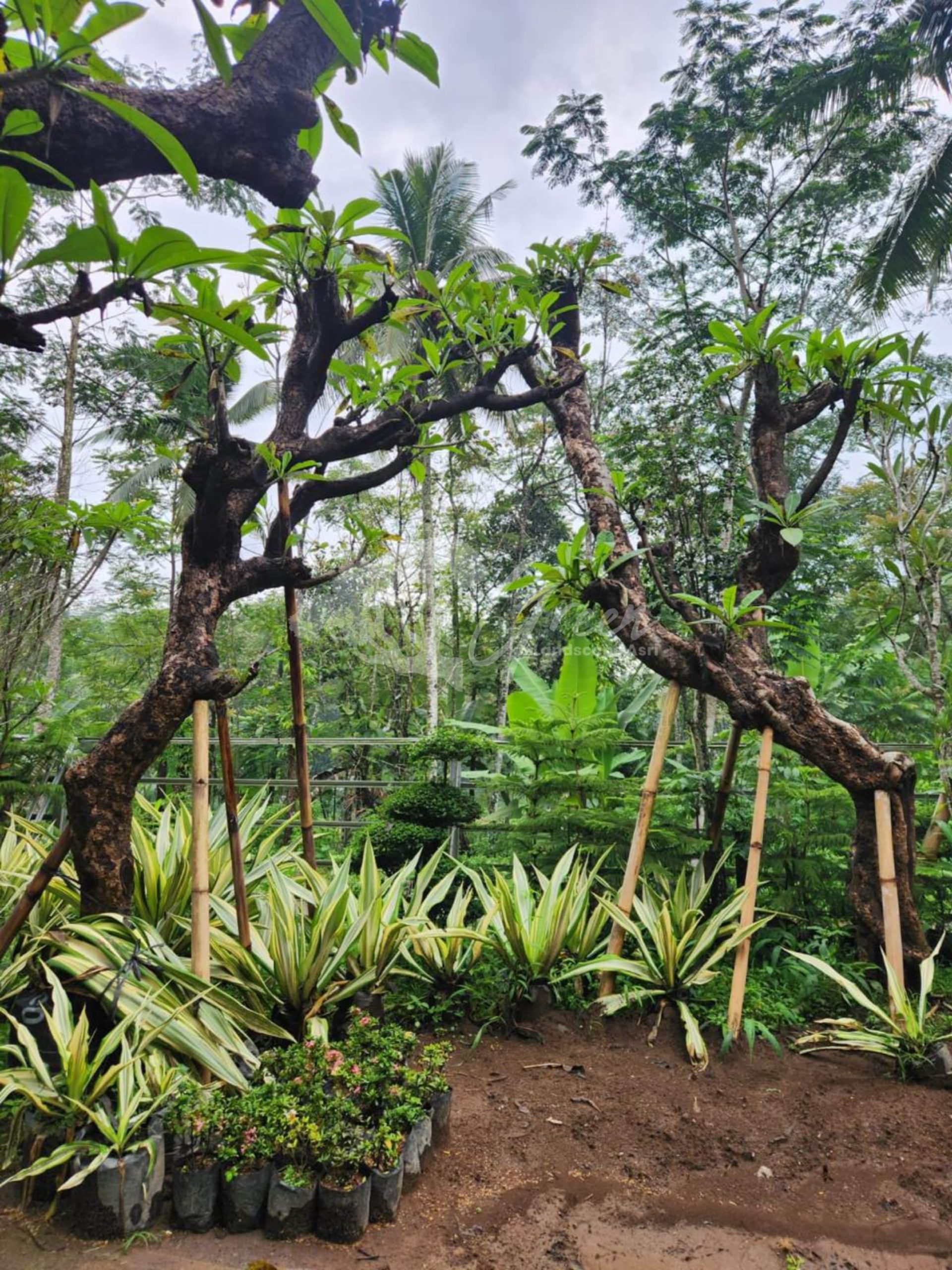 Jual Kamboja Fosil