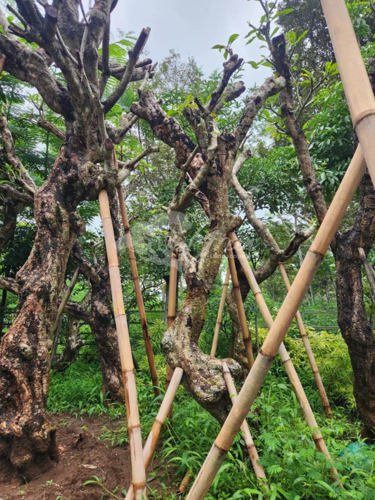 Jual Kamboja Fosil