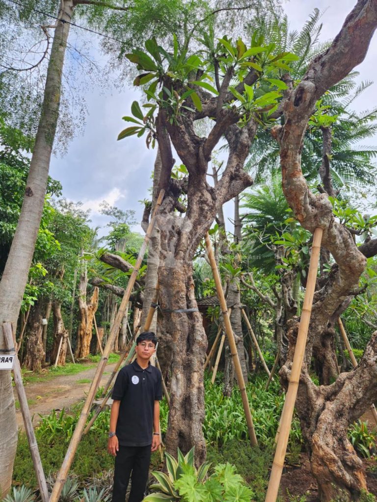 Jual Kamboja Fosil