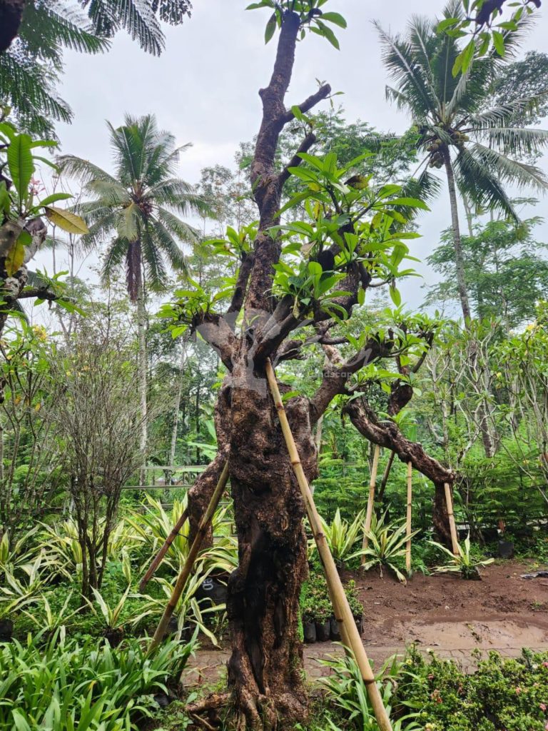Jual Kamboja Fosil