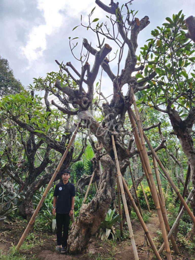 Jual Kamboja Fosil