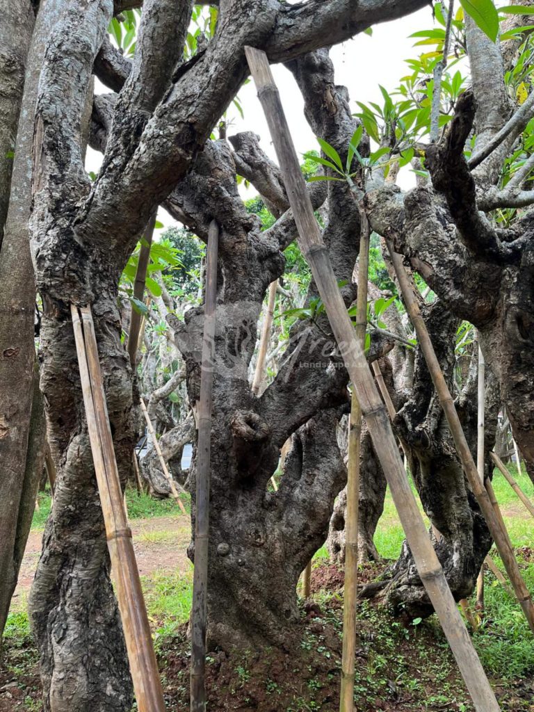 Jual Kamboja Fosil