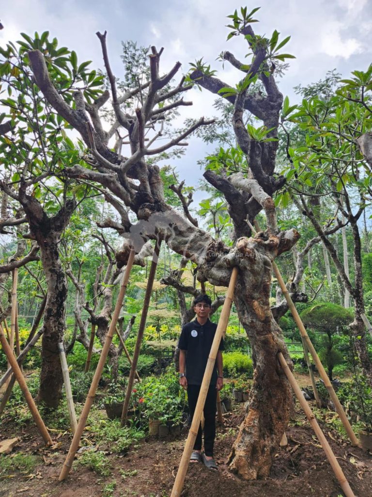 Jual Kamboja Fosil