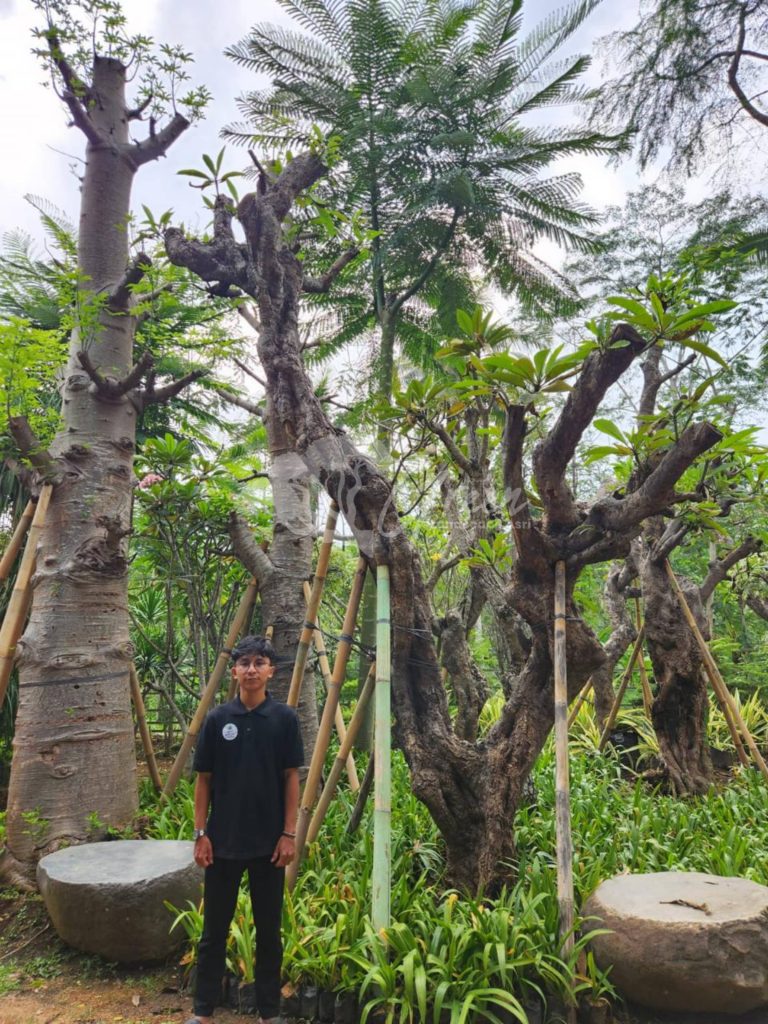Jual Kamboja Fosil