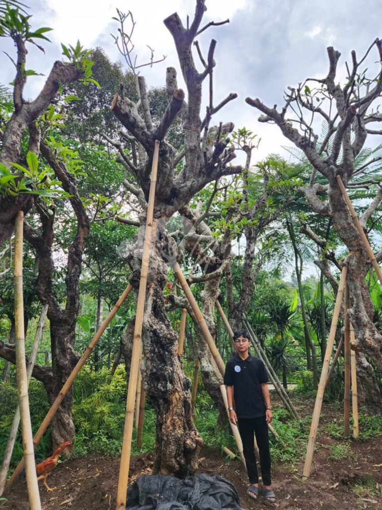 Jual Kamboja Fosil