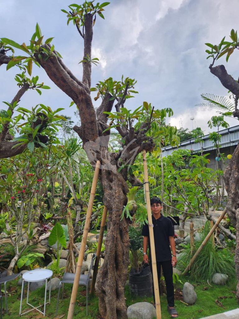 Jual Kamboja Fosil