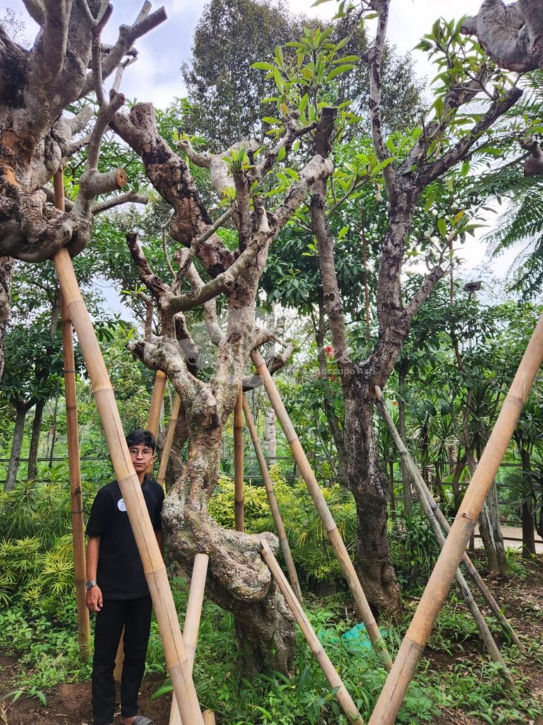 Jual Kamboja Fosil