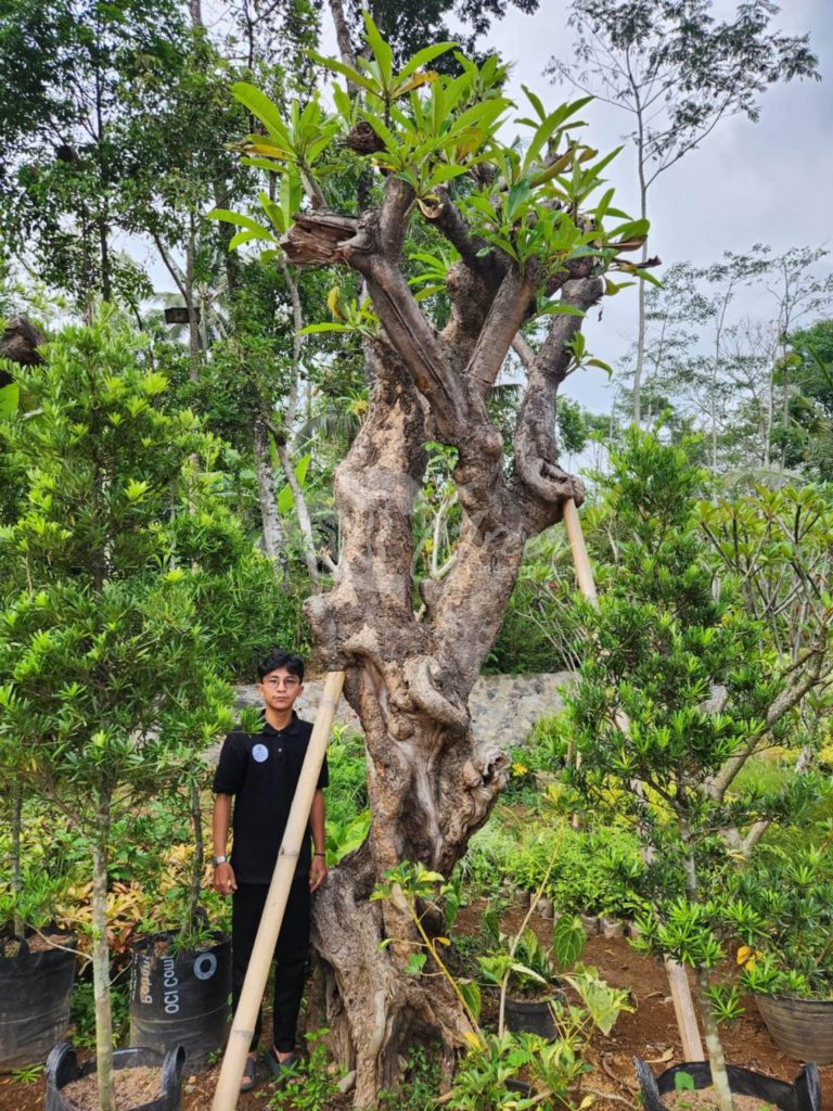 Jual Kamboja Fosil