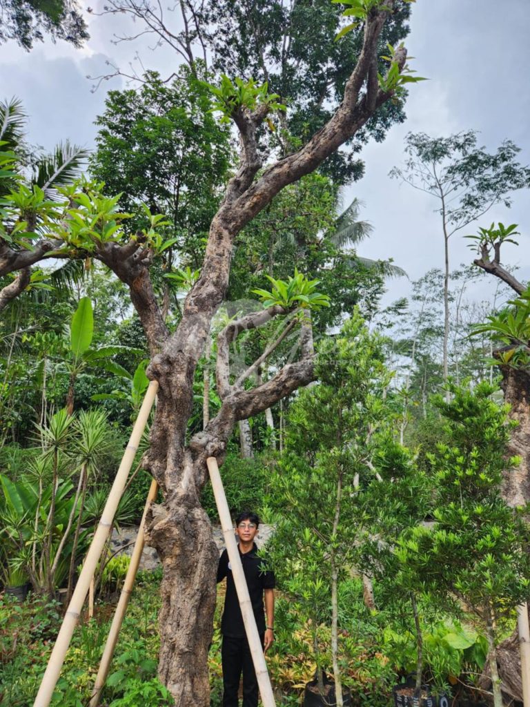 Jual Kamboja Fosil