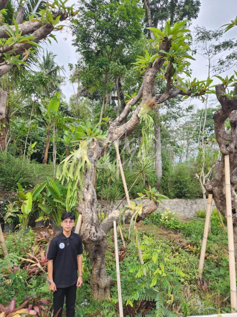 Jual Kamboja Fosil