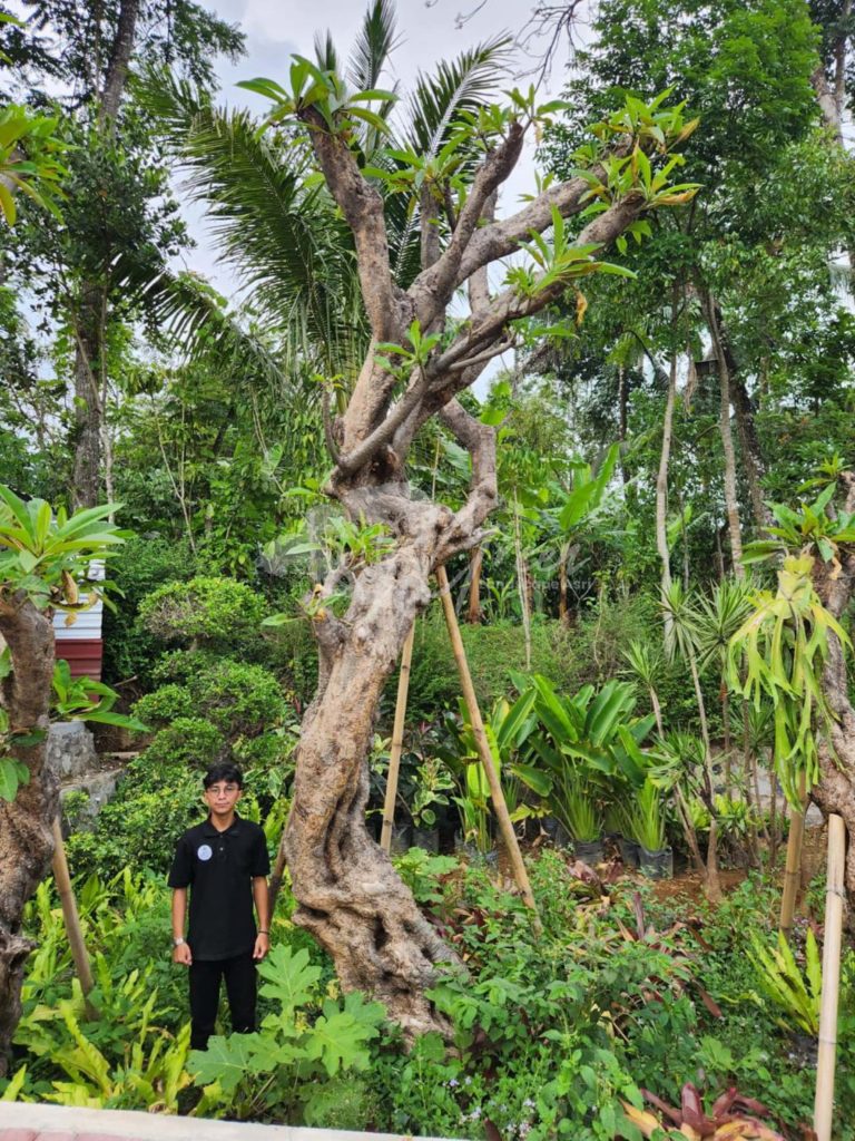 Jual Kamboja Fosil