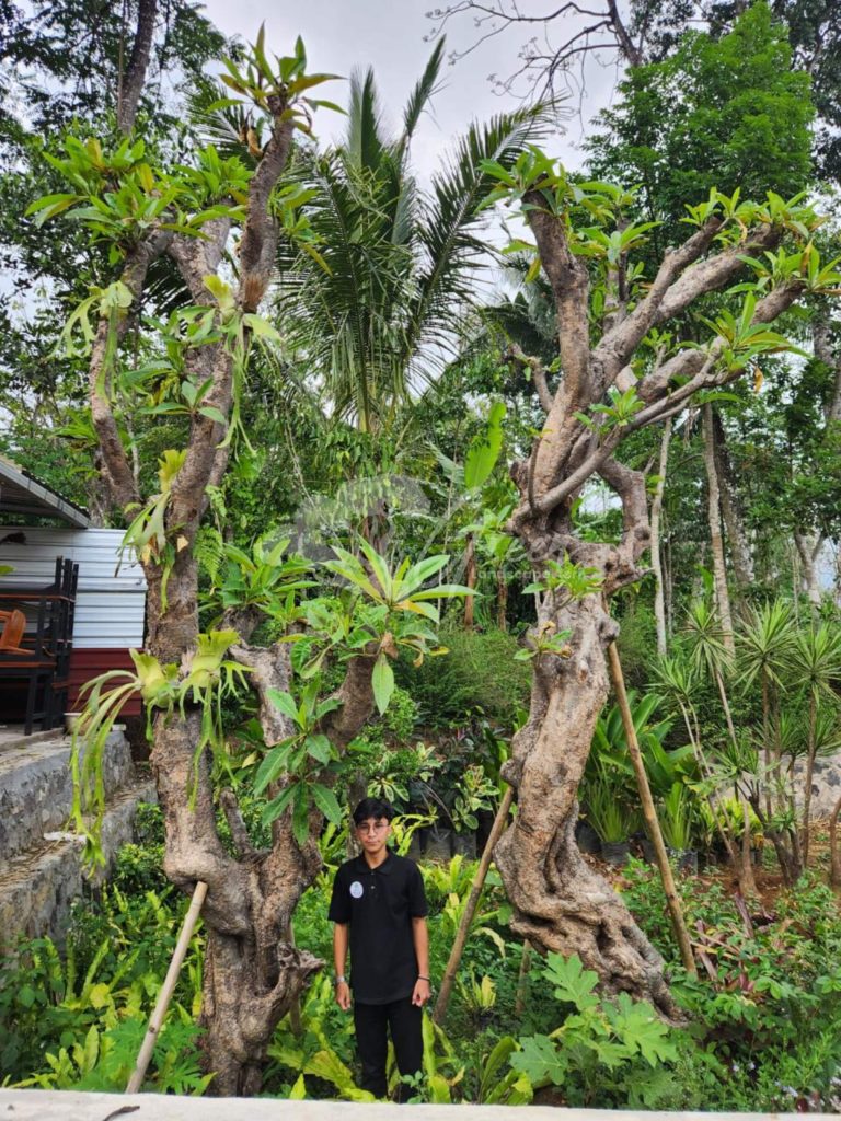 Jual Kamboja Fosil