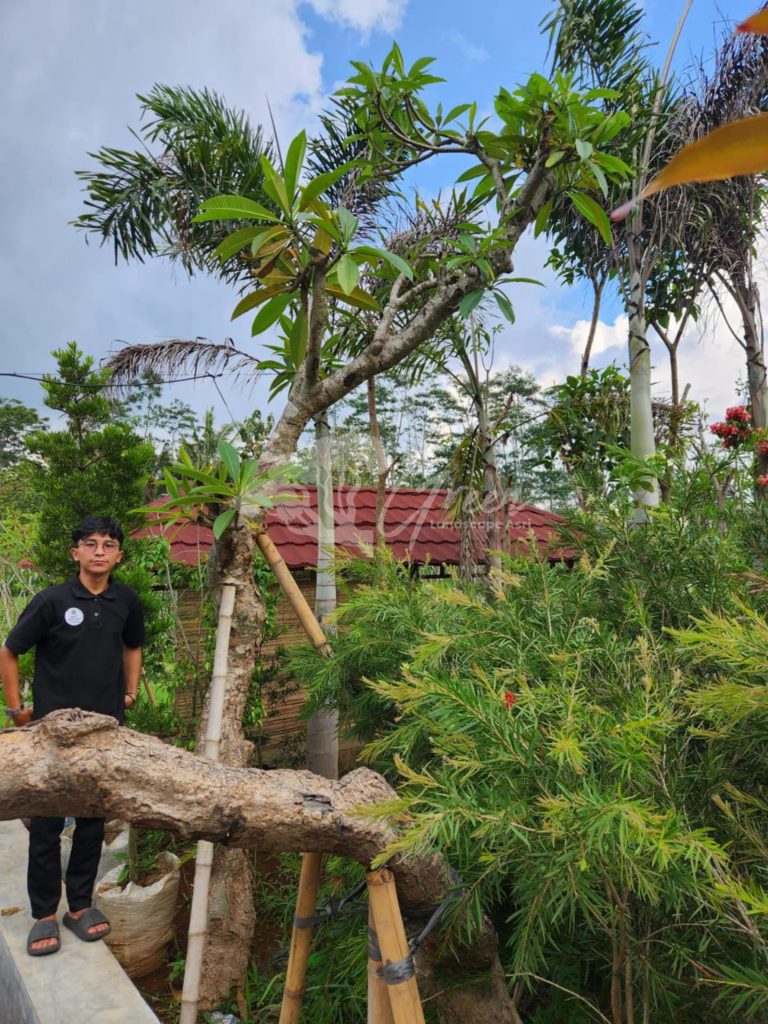 Jual Kamboja Fosil