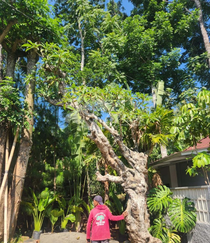 Jual Kamboja Fosil