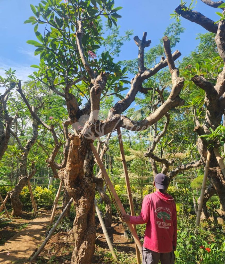 Jual Kamboja Fosil